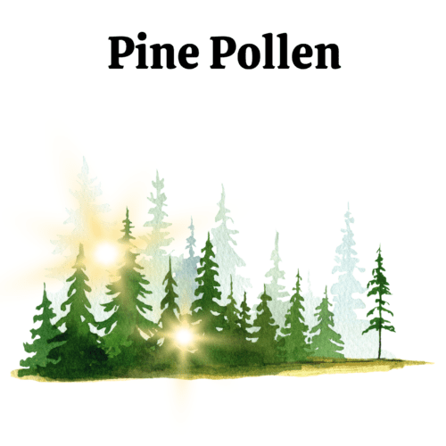 The Health Benefits of Pine Pollen Needles and Sap by Dr. Cass Ingram